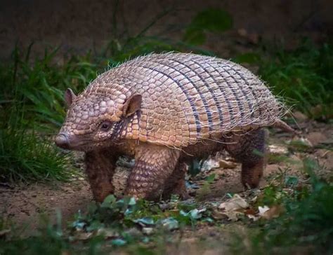 Armadillo! A Marvel of Mammalian Armor Protecting a Surprisingly Gentle Creature