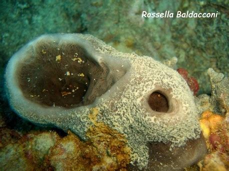  Calyx Sponge: A Colorful Cushion For Critters Seeking Shelter!