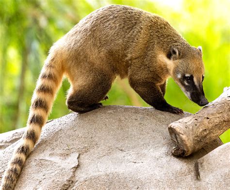 Coati - An Unlikely Acrobat Balancing Between Forest Floors and Treetops!