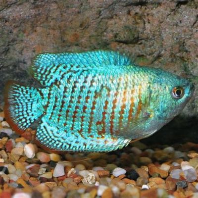  Dwarf Gourami: A Colorful Labyrinth Dweller That Makes a Splash in Freshwater Aquariums!