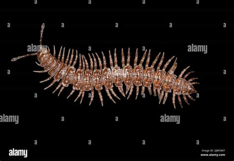  Flat-backed Millipede: Discover an Invertebrate Marvel with Unexpectedly Exquisite Shimmer!