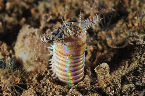  Heard of the Hawaiian Bobbit Worm? An Underwater Predator That Embodies Both Graceful Slithering and Powerful Hunting Tactics!