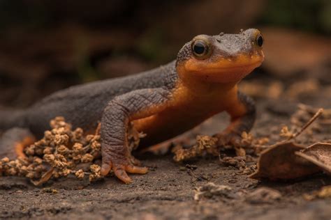 Newt: Amphibious Wanderer with Silken Skin and a Voracious Appetite!