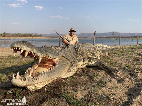 Nile Crocodile: A Masterful Hunter Disguised as a Log With Unexpected Parental Care!