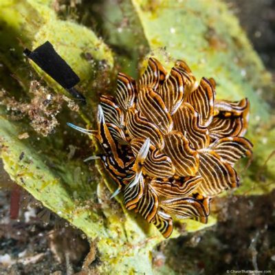 Nudibranch: Unveiling a Rainbow of Colors and Textures, These Marine Mollusks Are Nature's Miniature Masterpieces!