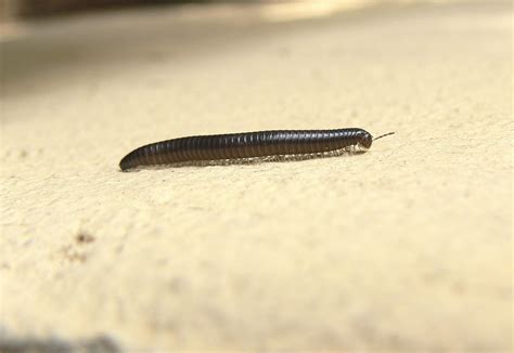 Portuguese Millipede: A Curious Creature With Hundreds Of Legs For Its Ground-Dwelling Lifestyle!