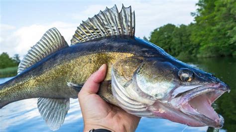  Walleye: A Freshwater Fish Known for Its Keen Eyesight and Voracious Appetite!