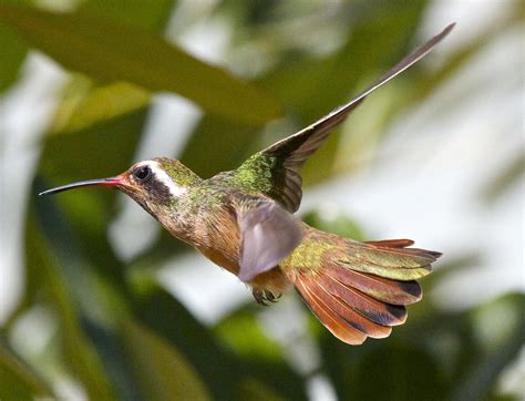  Xantus's Hummingbird:  A Tiny Aerial Acrobat Balancing Delicate Beauty with Fierce Territoriality!