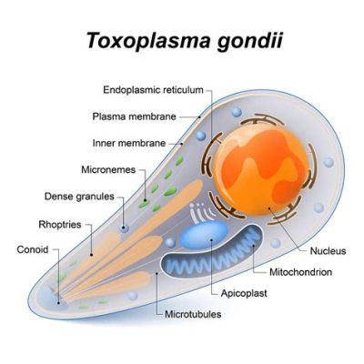  Yeast Infection? Yeast! An Intracellular Parasite That Can Infect Nearly Any Animal