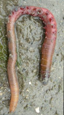  Arenicola marina: An Amazing Sand-Dwelling Worm with Fascinating Burrowing Capabilities!