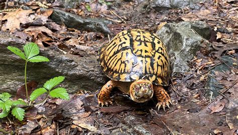  Box Turtles: Sheltering Underneath the Lush Canopy While Thriving in Diverse Terrestrial Habitats!