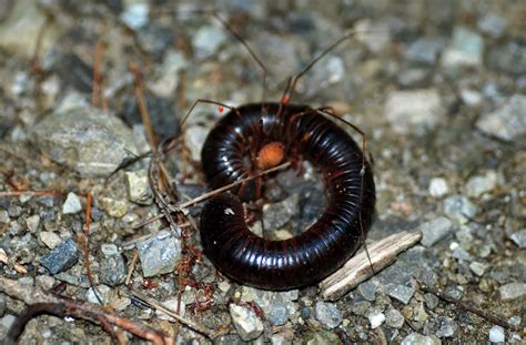 Daddy Longlegs Millipede: Unveiling the Secrets of This Nocturnal Hunter With an Astonishingly High Number of Legs!