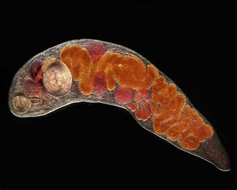 Eyephild! A Tiny Trematode That Exploits Vision for Survival