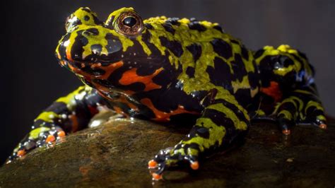  Fire-Bellied Toad: A Miniature Dragon With Brightest Jewel Tones