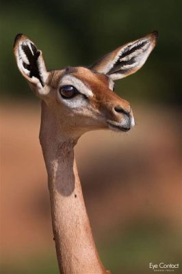  Gerenuk! Discover More About This Majestic Mammal With Remarkable Neck Flexibility