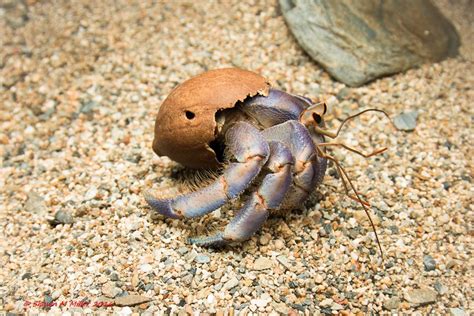  Hermit Crab: Discover a Shell-Dwelling Champion of Adaptability!