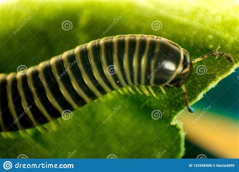 Hungarian Millipede: This Armored Arthropod Thrives on Decaying Matter While Sporting an Impressive Number of Legs!