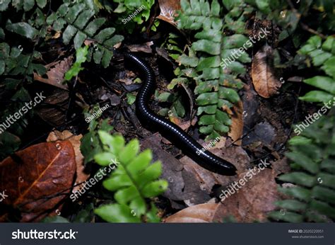  Hunting Millipedes: A Slow-Moving Master of Decomposition and Forest Floor Navigator!