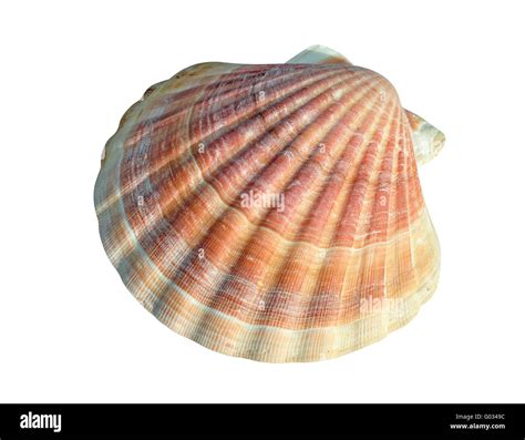 Iceland scallop: A bivalve mollusk known for its delicate flavor and stunning iridescent shell!