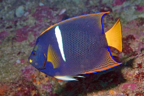  Japanese Angelfish: A Striking Example of Coastal Beauty Found Amongst Colorful Coral Reefs!