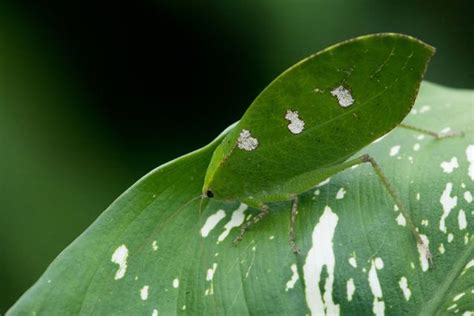  Katydid: Exploring the World of Vibrating Wings and Exquisite Camouflage!