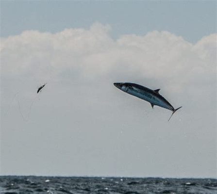 King Mackerel A Majestic Predator With Striking Scales!