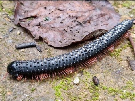 Neliodiomus! A Remarkable Millipede Known for its Spectacular Armored Plating and Slow, Deliberate Movements