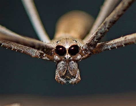  Ogre-Faced Spider: An Arachnid Wonder Combining Stealthy Ambushes with Vivid Camouflage