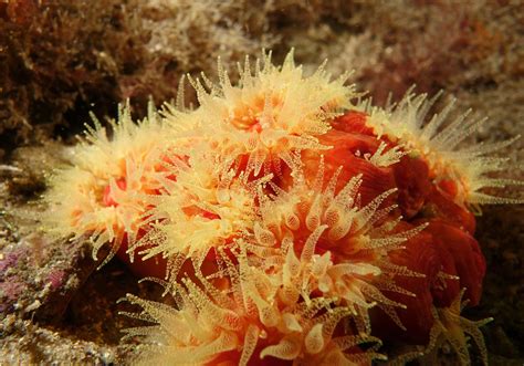  Orange Cup Coral: A Tiny Tentacled Titan That Lives Life in Slow Motion!