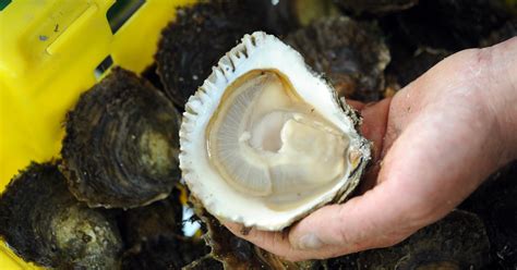  Pacific Oyster! A Delectable Mollusk Hiding a World of Remarkable Adaptations