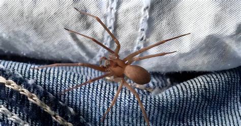  Recluse Spider! A Master Weaver Hiding in Plain Sight