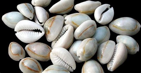  Ringed Cowrie! A Shellfish Story About Ancient Beauty and Slow-Paced Living