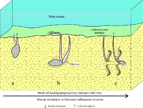 Tellin! These Bivalves Filter Water While Living on Sandy Seashore Bottoms