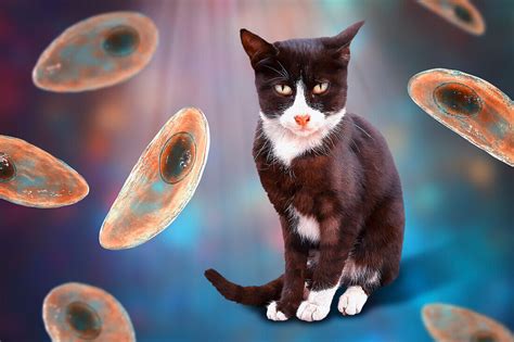  Toxoplasma gondii: A Parasite That Makes You Love Cats (Or Maybe Just Crave Them)