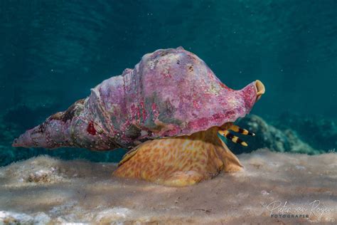  Triton Snail: A Shell-Shocking Predator Lurking Beneath the Waves!