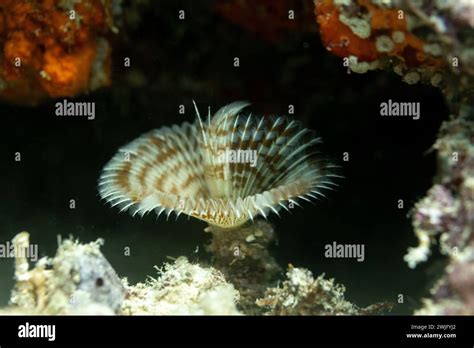  Umbrella Worm: This Deep-Sea Creature Possesses Feathery Tentacles and Can Regenerate its Body Parts