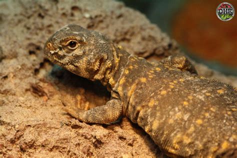 Uromastyx! Learn About This Scaly Sunbather and Its Fascinating Desert Lifestyle!