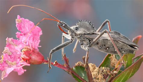  Wheel Bug: This Incredible Arthropod Is A Voracious Predator With An Unmistakable Wheel-Like Appearance!