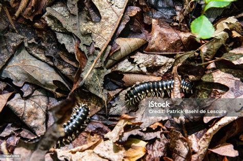  Where Can One Find the Wiggling Wonders of a Woodland Millipede's Journey Across Decaying Leaves?