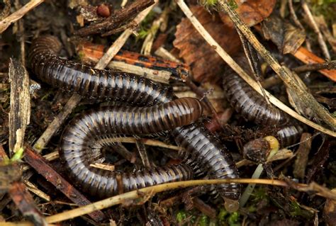 White-Clawed Millipede! A Curious Creature With Thousands of Legs That Thrives In Moist Environments.