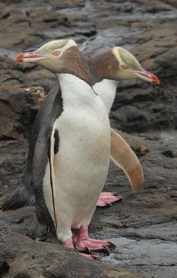  Yellow-eyed Penguin! A Flightless Bird With Striking Eyes That Embraces Coastal Living