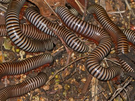  Zebra Millipede: This Curious Creature Combines Striking Striped Patterns with an Astonishing Ability to Regenerate Lost Body Segments!